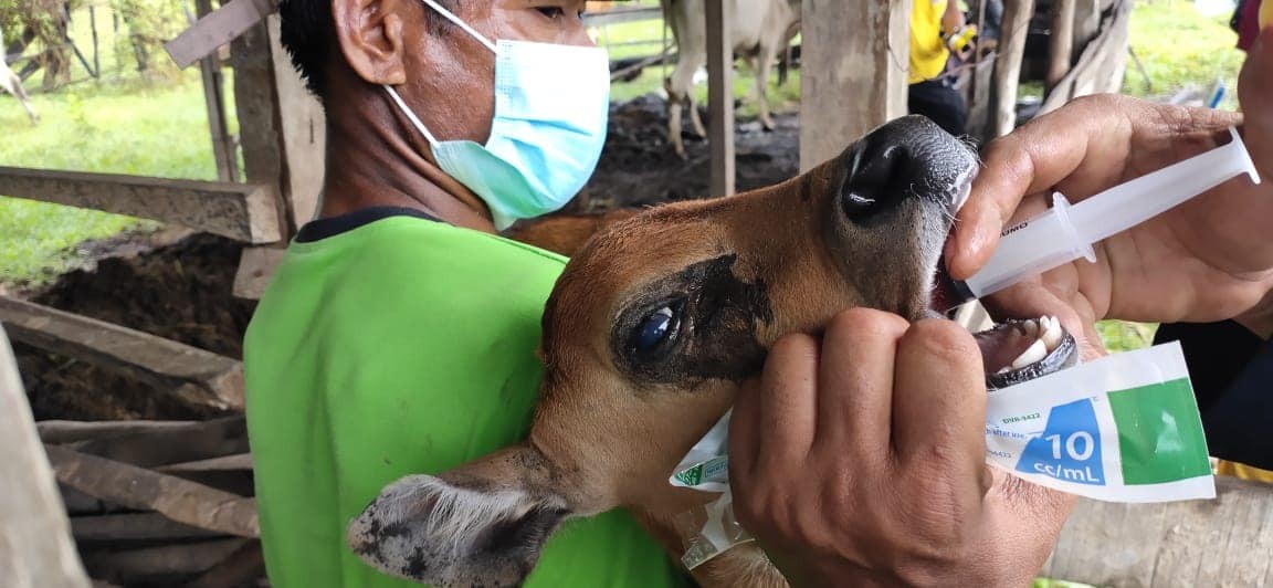 PENYAKIT CACING MATA PADA TERNAK SAPI DAPAT MENGAKIBATKAN KEBUTAAN